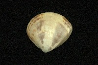 藏品(普通文蛤)的圖片